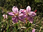 Primula albenensis (Primula del Monte Alben) – 12magg22-FOTOGALLERY